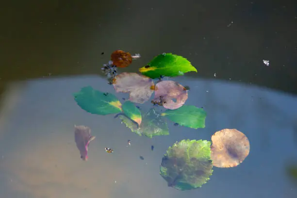 eliminating mosquito breeding ground by staha property care